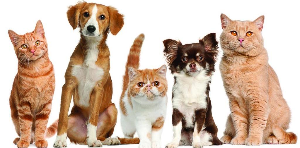 Доска объявлений о животных | ЗооТом - продажа, вязка и услуги для животных в Тобольске