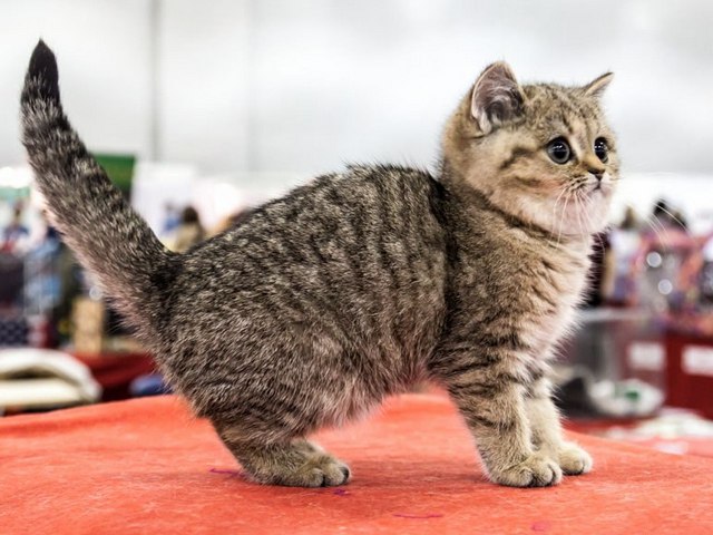 Породы кошек в Тобольске | ЗооТом портал о животных