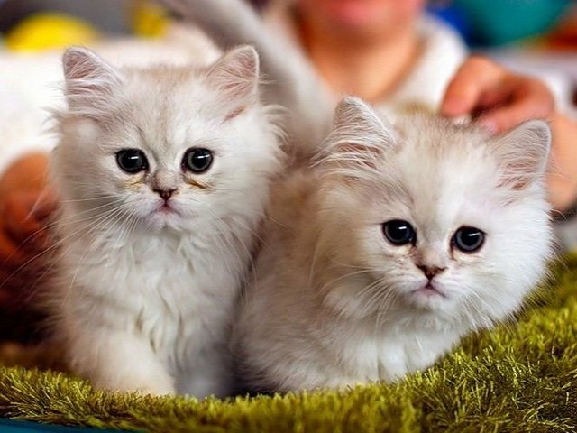Породы кошек в Тобольске | ЗооТом портал о животных