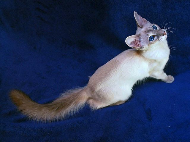 Выведенные породы кошек в Тобольске | ЗооТом портал о животных