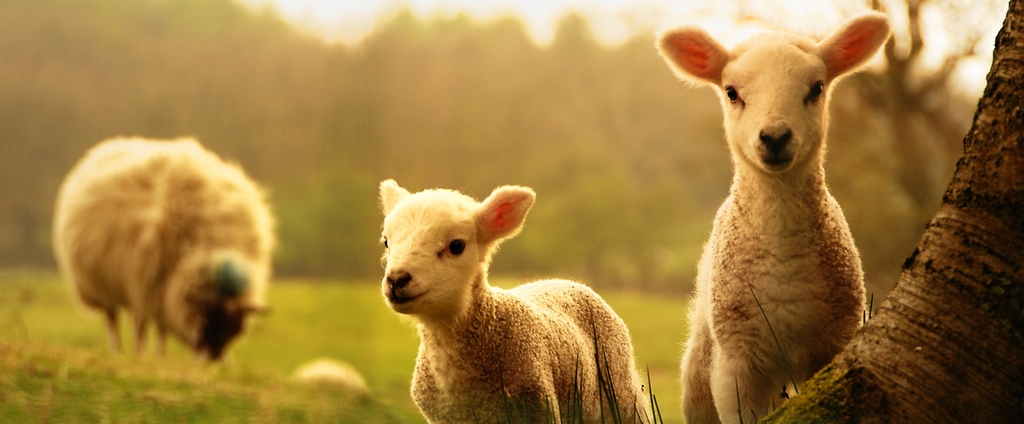 Объявления о сельскохозяйственных животных | ЗооТом - продажа, вязка и услуги для животных в Тобольске