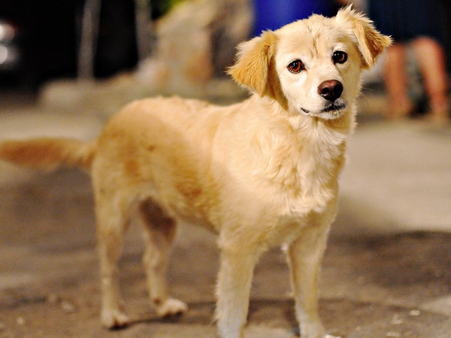 Породы собак в Тобольске | ЗооТом портал о животных