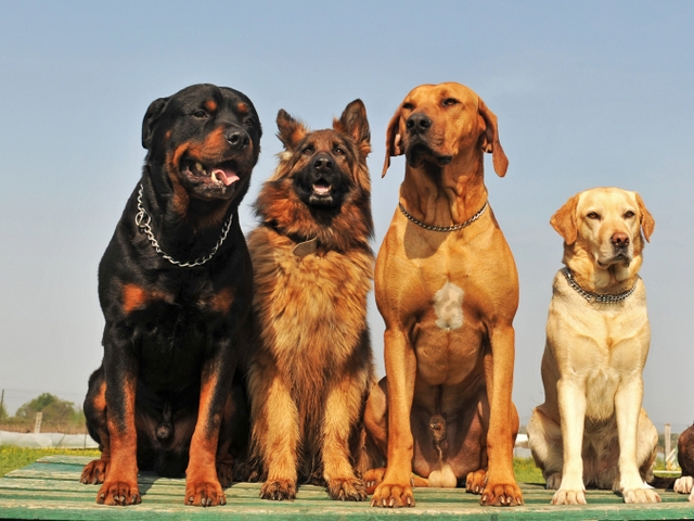 Крупные породы собак в Тобольске | ЗооТом портал о животных